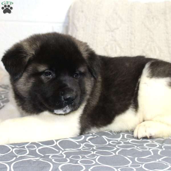 Biscuit, Akita Puppy